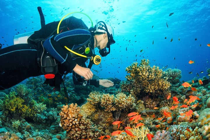 Scuba diver exploring a vibrant coral reef with colorful fish swimming.
