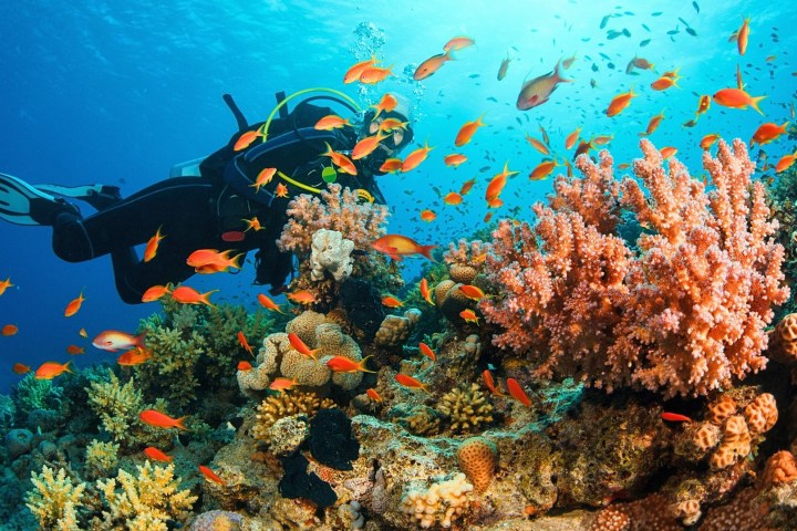 Diver swimming near vibrant coral reef with colorful fish in clear blue water.