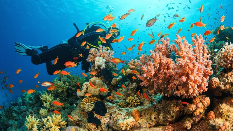 Diver swimming near vibrant coral reef with colorful fish in clear blue water.
