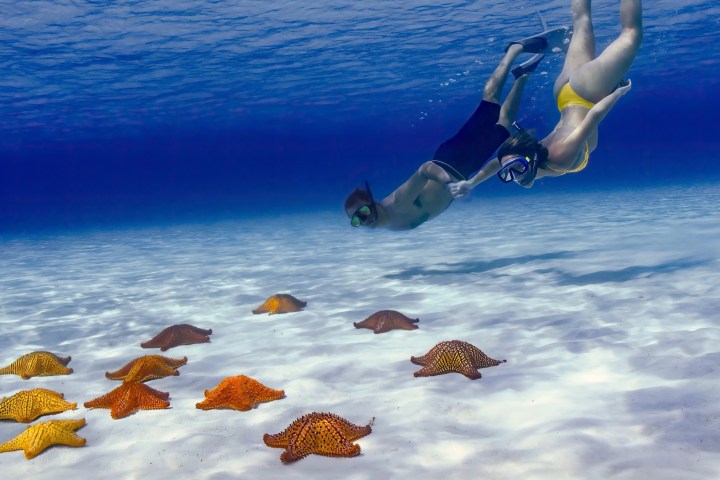 Two snorkelers swimming over sandy seabed with orange starfish underwater.