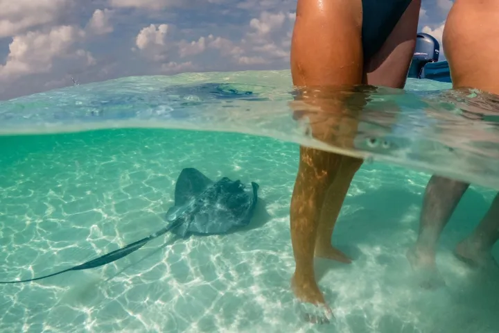 Two people standing in clear shallow water with a stingray swimming nearby.
