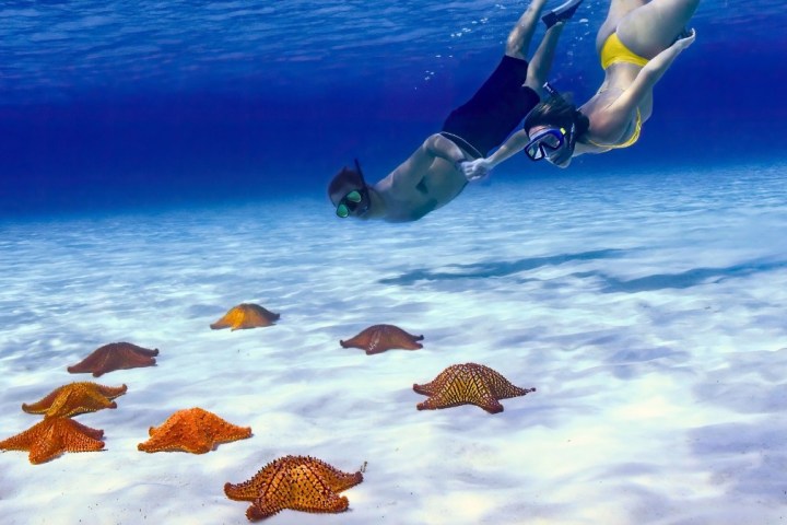 Two snorkelers swim over colorful starfish on a sandy ocean floor.