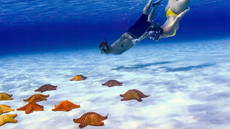 Two snorkelers swim over colorful starfish on a sandy ocean floor.