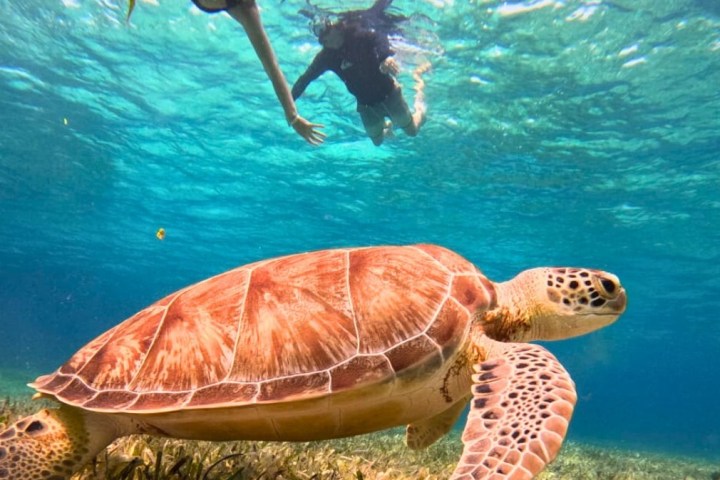 Underwater view of a sea turtle swimming near a snorkeler in clear blue water.