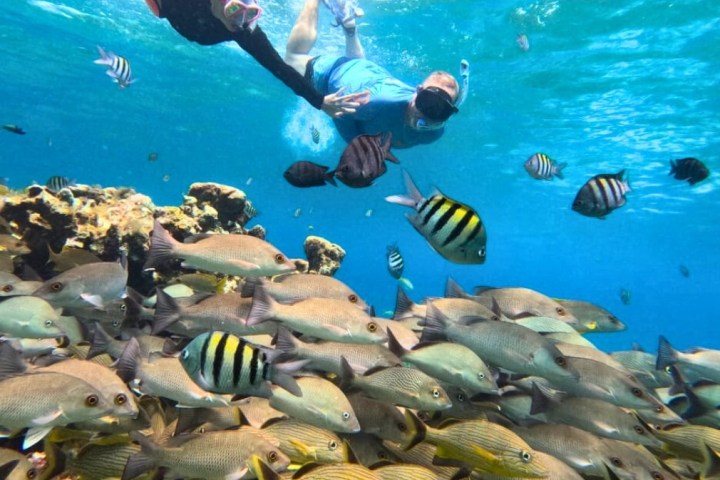 Person snorkeling over a vibrant coral reef with colorful tropical fish swimming below.