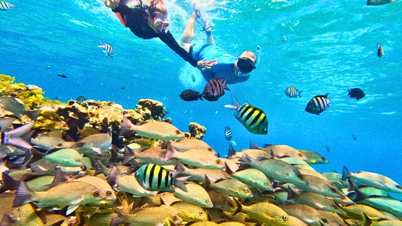 Two snorkelers swim above a coral reef with colorful fish underwater.
