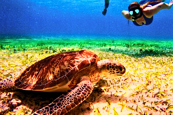 Person snorkeling near a sea turtle swimming over a grassy ocean floor.