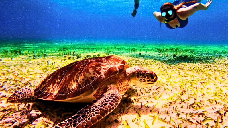 Person snorkeling near a sea turtle swimming over a grassy ocean floor.