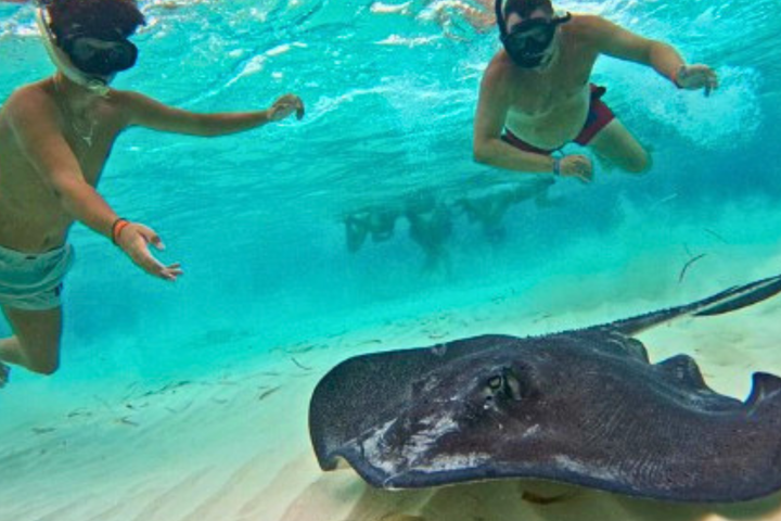 Two snorkelers swimming near a stingray underwater.