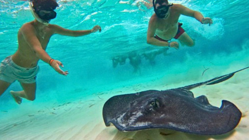 Two snorkelers swimming near a stingray underwater.