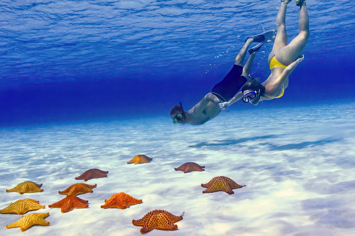 Two snorkelers swim above sea stars on the ocean floor.