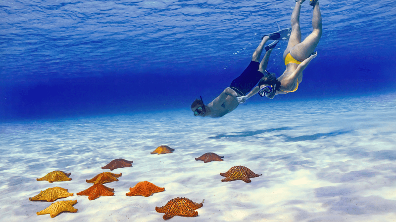 Two snorkelers swim above sea stars on the ocean floor.